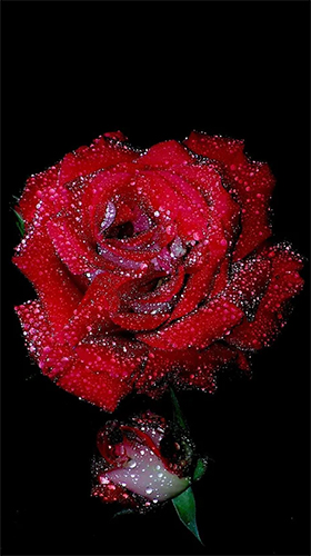 Red rose by HQ Awesome Live Wallpaper