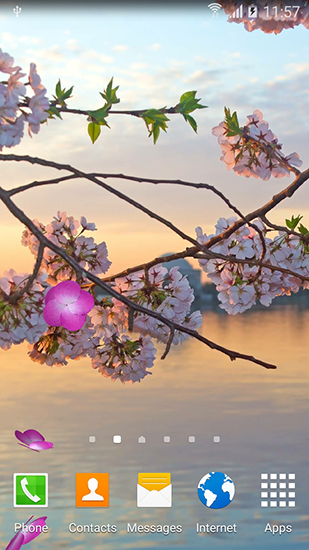 Ladda ner Sakura gardens - gratis live wallpaper för Android på skrivbordet.