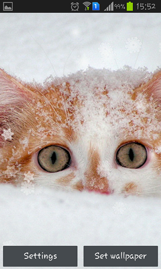 Ladda ner Snow cats - gratis live wallpaper för Android på skrivbordet.