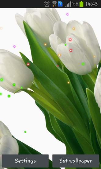 Ladda ner Springs lilie and tulips - gratis live wallpaper för Android på skrivbordet.