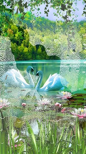 Swans and lilies
