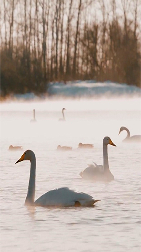 Swans by JimmyTummy