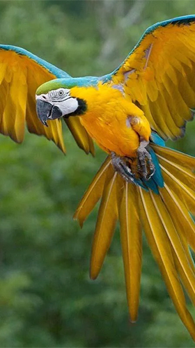 Talking parrot