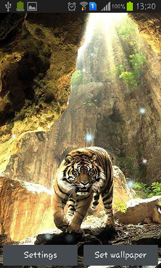Ladda ner Tigers - gratis live wallpaper för Android på skrivbordet.