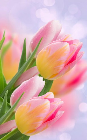 Ladda ner Tulips - gratis live wallpaper för Android på skrivbordet.