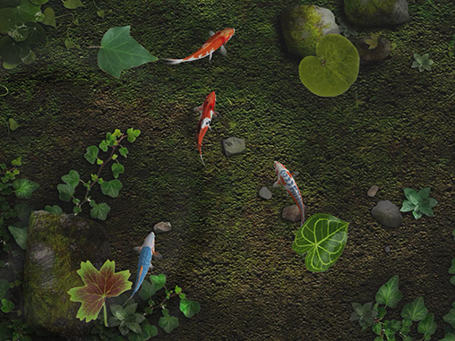 Ladda ner Water koi fish pond - gratis live wallpaper för Android på skrivbordet.