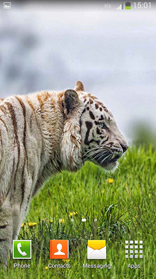 Ladda ner White tiger - gratis live wallpaper för Android på skrivbordet.