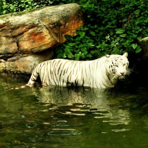 Ladda ner White tiger: Water touch - gratis live wallpaper för Android på skrivbordet.