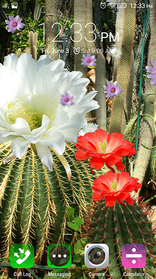 Cactus flowers