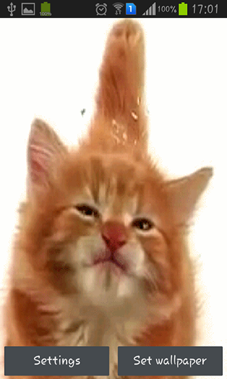 Cat licking screen