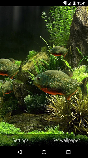 Fish aquarium 3D