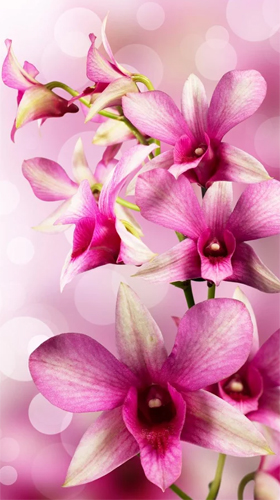 Flowers by Ultimate Live Wallpapers PRO