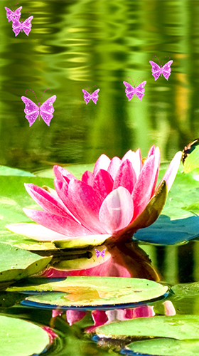 Lotus by Latest Live Wallpapers