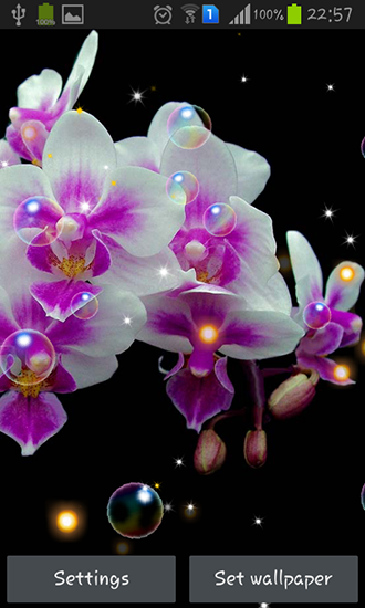Orchid HD