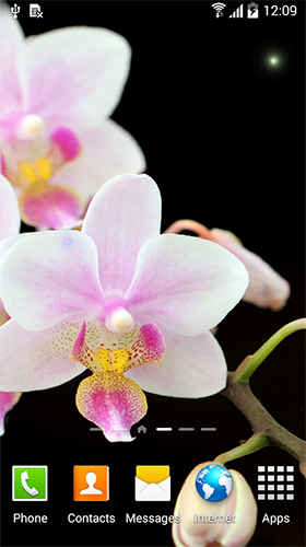 Orchids by BlackBird Wallpapers