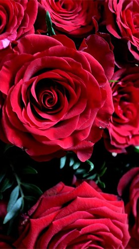 Roses by Live Wallpaper HD 3D