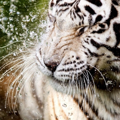 White tiger: Water touch
