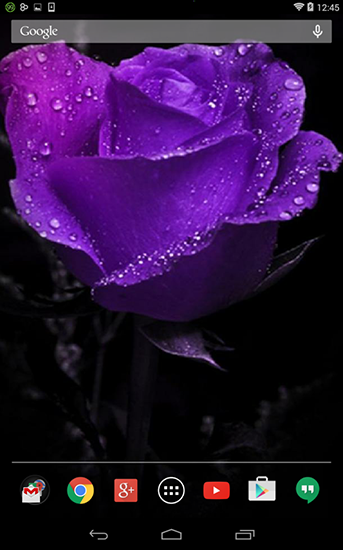 Violet rose