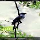 Förutom levande bakgrundsbild till Android Steampunk droid ström, ladda ner gratis live wallpaper APK Birds sounds and ringtones andra.