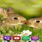 Förutom levande bakgrundsbild till Android Glow heart ström, ladda ner gratis live wallpaper APK Bunnies andra.