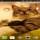 Förutom levande bakgrundsbild till Android Zombies ström, ladda ner gratis live wallpaper APK Cat by Live wallpaper HD andra.