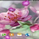 Förutom levande bakgrundsbild till Android Queen peacock ström, ladda ner gratis live wallpaper APK Cherry Blossom andra.