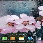 Ladda ner Cherry in blossom by BlackBird Wallpapers på Android, liksom andra gratis live wallpapers för HTC Desire 601.