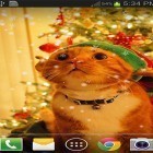 Ladda ner Christmas cat by live wallpaper HongKong på Android, liksom andra gratis live wallpapers för HTC One SV.