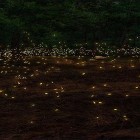 Förutom levande bakgrundsbild till Android Sakura falling ström, ladda ner gratis live wallpaper APK Fireflies 3D by Live Wallpaper HD 3D andra.