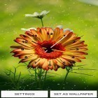 Förutom levande bakgrundsbild till Android Blooming Night ström, ladda ner gratis live wallpaper APK Flowers clock andra.