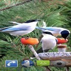 Förutom levande bakgrundsbild till Android Majestic unicorn ström, ladda ner gratis live wallpaper APK Garden birds andra.
