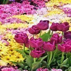 Förutom levande bakgrundsbild till Android Guru Gobind Singh Ji ström, ladda ner gratis live wallpaper APK Garden flowers andra.