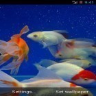 Förutom levande bakgrundsbild till Android Circulux ström, ladda ner gratis live wallpaper APK Gold fish andra.