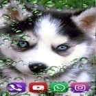Förutom levande bakgrundsbild till Android Cute love ström, ladda ner gratis live wallpaper APK Husky by SweetMood andra.