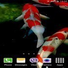 Förutom levande bakgrundsbild till Android Tropical night by Amax LWPS ström, ladda ner gratis live wallpaper APK Koi by Jacal Video Live Wallpapers andra.