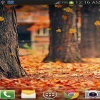 Förutom levande bakgrundsbild till Android Spring rain ström, ladda ner gratis live wallpaper APK Maple leaf by live wallpaper HongKong andra.
