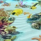 Förutom levande bakgrundsbild till Android Balloons 3D ström, ladda ner gratis live wallpaper APK Ocean Aquarium 3D: Turtle Isles andra.