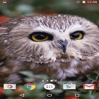 Förutom levande bakgrundsbild till Android Leaves by orchid ström, ladda ner gratis live wallpaper APK Owl by MISVI Apps for Your Phone andra.
