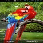 Förutom levande bakgrundsbild till Android Cappuccino ström, ladda ner gratis live wallpaper APK Parrot andra.