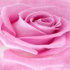 Ladda ner Pink rose på Android, liksom andra gratis live wallpapers för BlackBerry Leap.