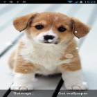 Förutom levande bakgrundsbild till Android Majestic unicorn ström, ladda ner gratis live wallpaper APK Puppy by Best Live Wallpapers Free andra.