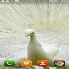 Förutom levande bakgrundsbild till Android Solar system HD deluxe edition ström, ladda ner gratis live wallpaper APK Queen peacock andra.