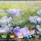 Förutom levande bakgrundsbild till Android Nexus triangles ström, ladda ner gratis live wallpaper APK Rainy flowers andra.
