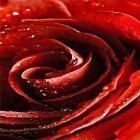 Förutom levande bakgrundsbild till Android Summer Flowers by Dynamic Live Wallpapers ström, ladda ner gratis live wallpaper APK Red rose by HQ Awesome Live Wallpaper andra.