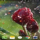 Förutom levande bakgrundsbild till Android Winter snowfall by AppQueen Inc. ström, ladda ner gratis live wallpaper APK Rose: Raindrop andra.