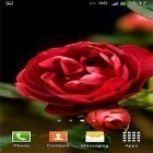Förutom levande bakgrundsbild till Android Apocalypse 3D ström, ladda ner gratis live wallpaper APK Roses by Cute Live Wallpapers And Backgrounds andra.