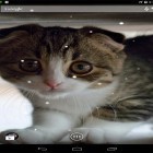 Ladda ner Live Wallpaper Scottish fold cat för stationära mobiler och surfplattor.