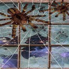 Ladda ner Spider by Cosmic Mobile Wallpapers på Android, liksom andra gratis live wallpapers för Samsung E200.