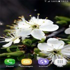 Förutom levande bakgrundsbild till Android Swans: Love ström, ladda ner gratis live wallpaper APK Springtime andra.