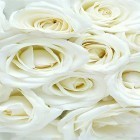 Förutom levande bakgrundsbild till Android Hearts of love ström, ladda ner gratis live wallpaper APK White rose by HQ Awesome Live Wallpaper andra.